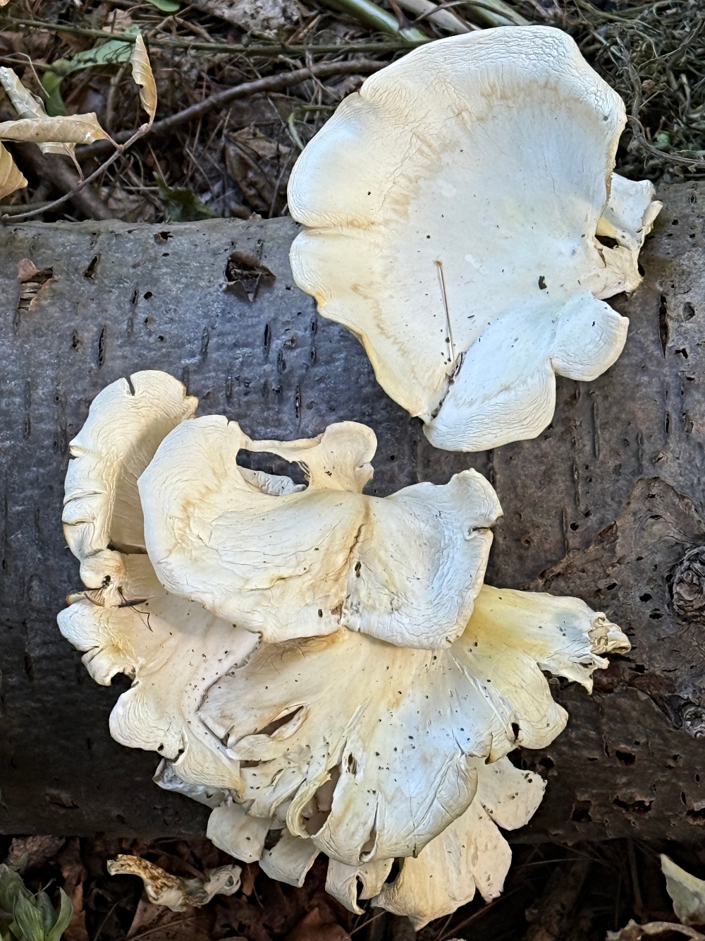 fungi-friday-5 (1).jpg