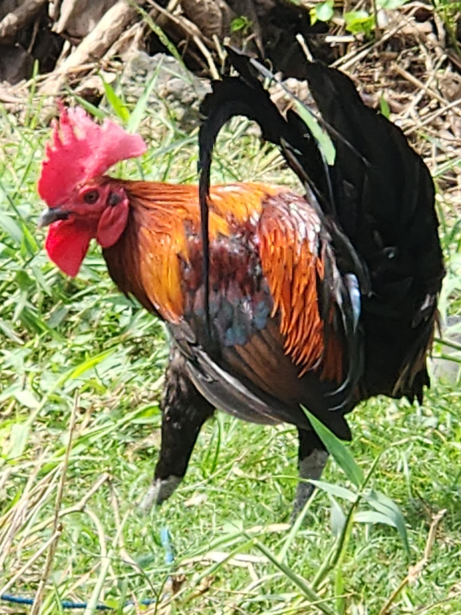 Messenger_creation_1BB4B16B-23D2-4678-B1C9-BEC3DD0E8CE2.jpeg