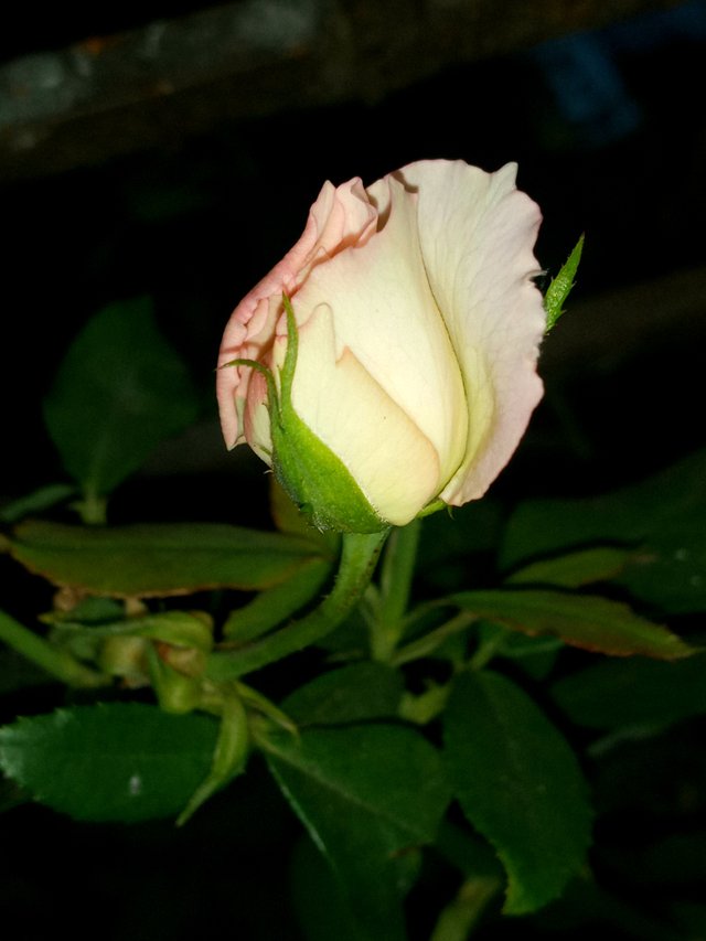 IMG_214620.JPG