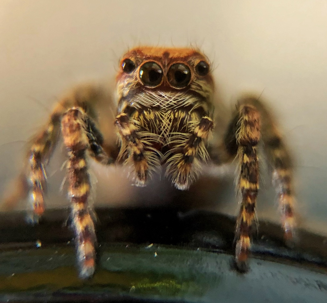 iPhone heart shape reflection in jumping spider eyes