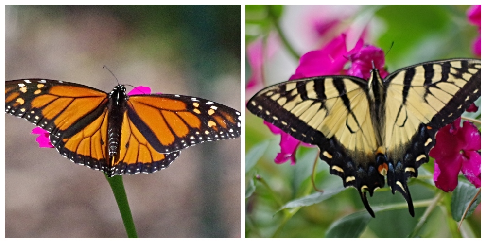 hivegarden-butterflies.jpg