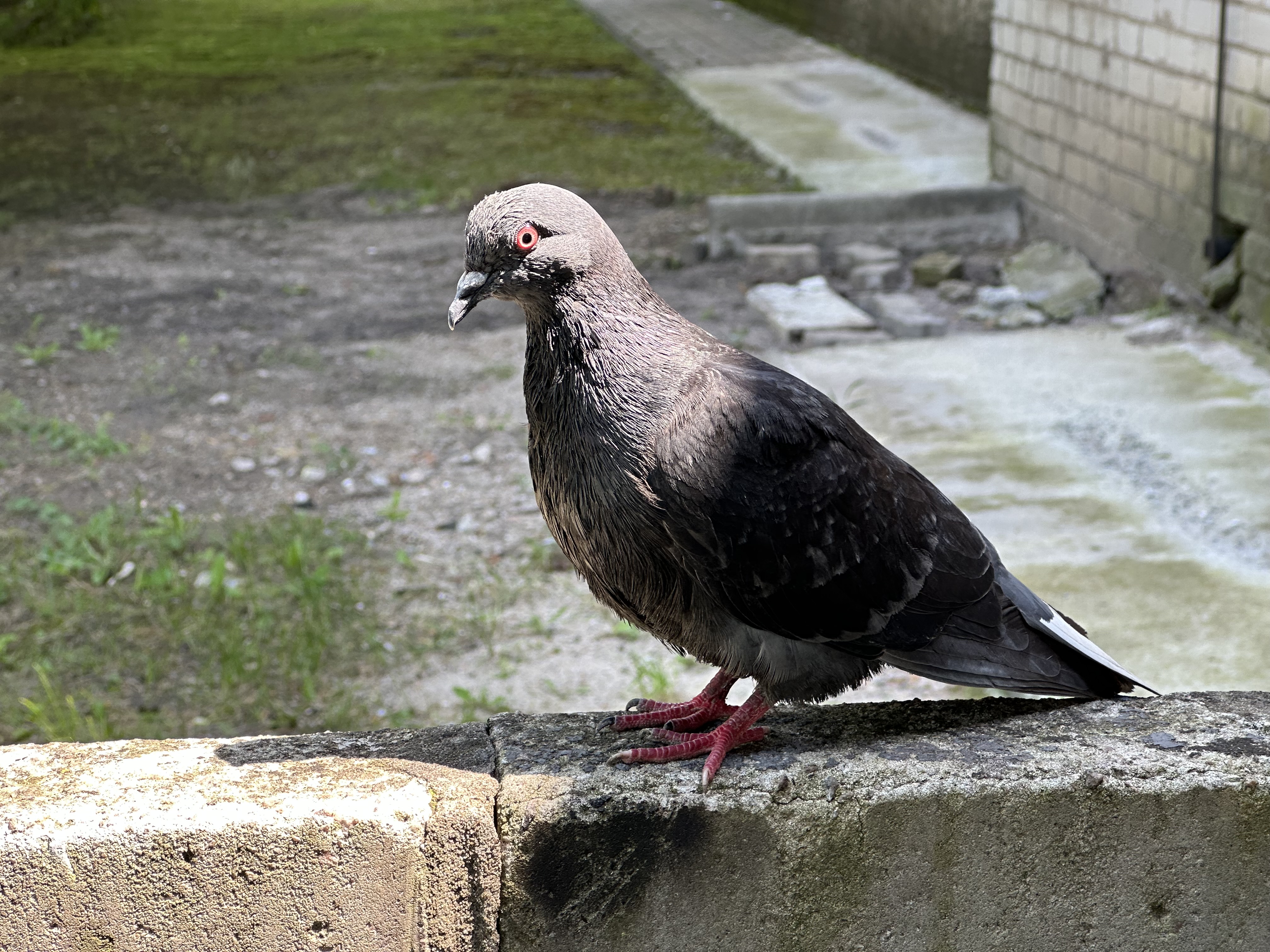 IMG_1262.jpeg