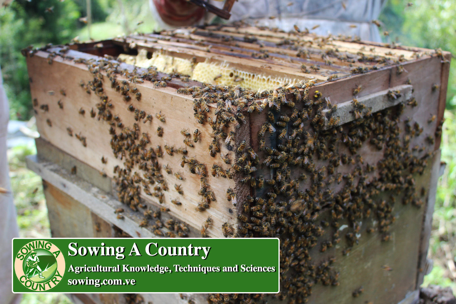 5 beekeeping.jpg