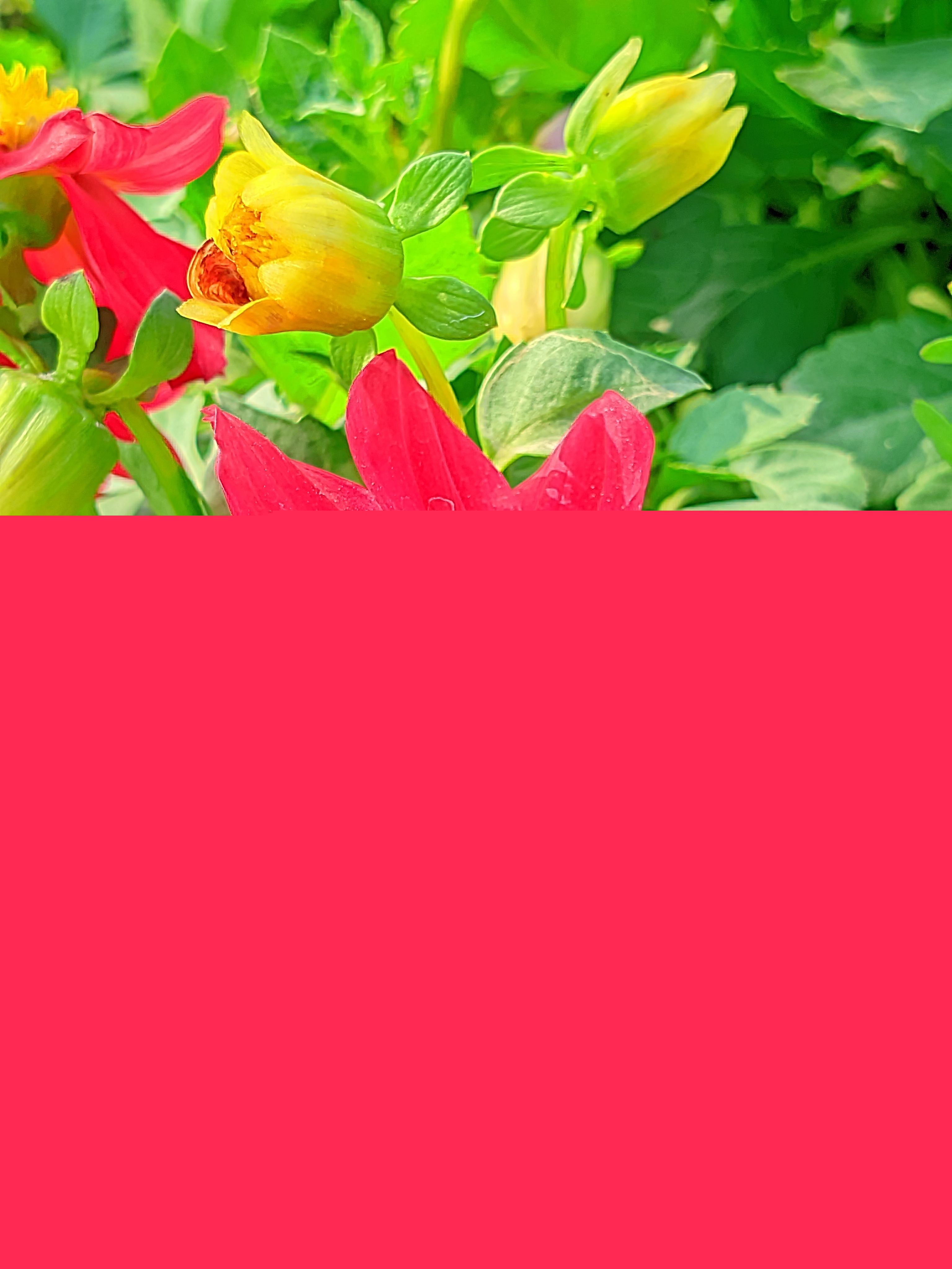 LMC_20250122_133355_🌈Color boost by Riyan .jpg