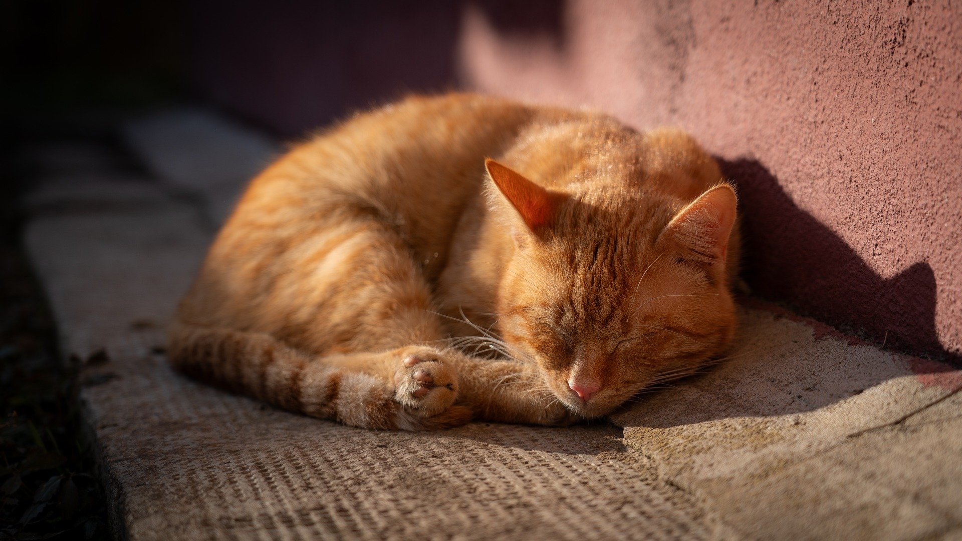 cat-9389500_1920.jpg
