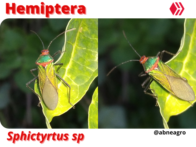 Automeris cf. jucunda (5).png