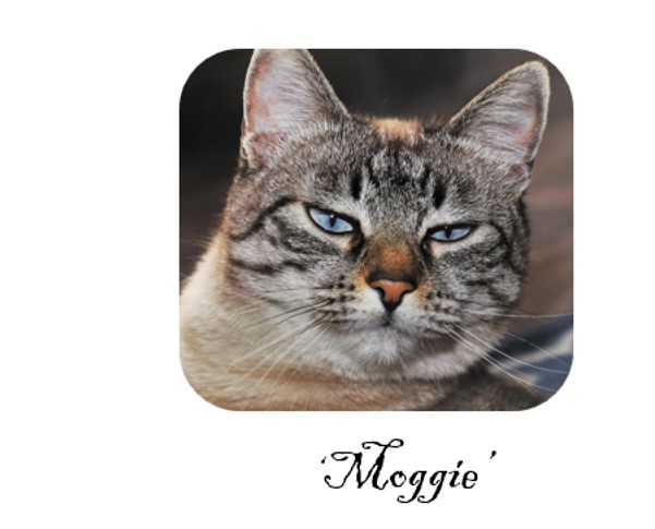 moggie.jpg