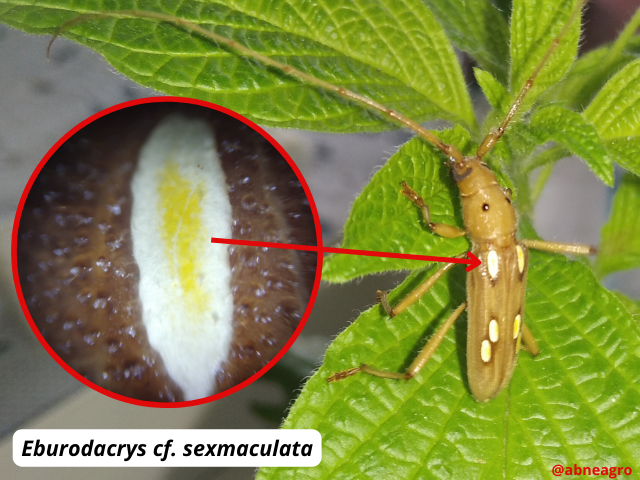 Automeris cf. jucunda (5).png