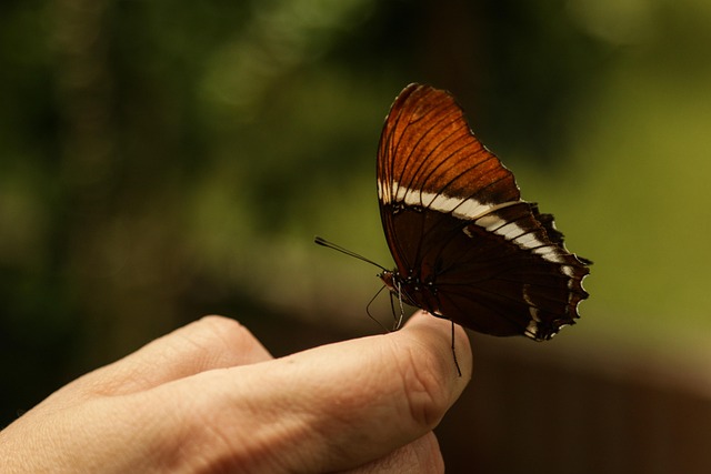 mariposa-2382020_640.jpg