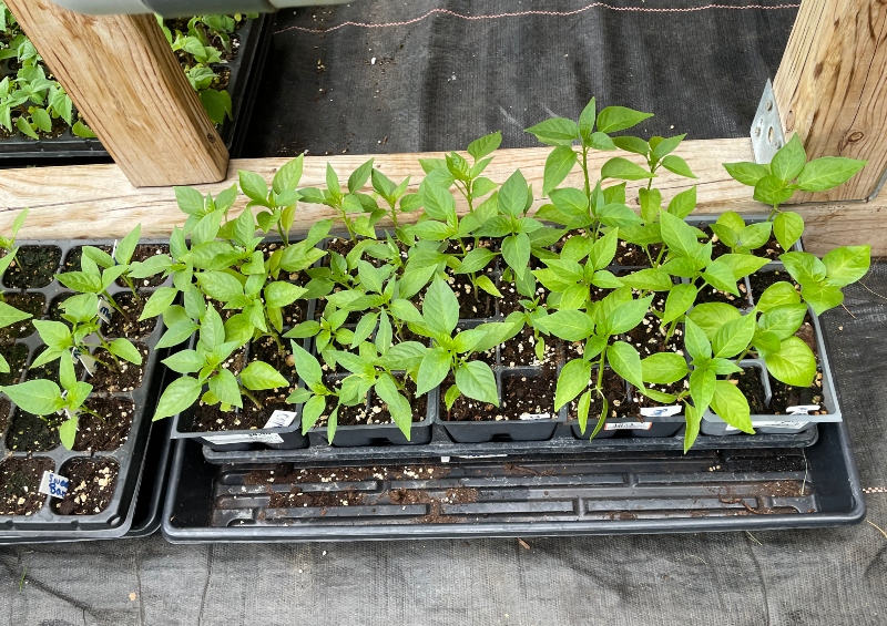 gardening-sustainable-peppers.jpg