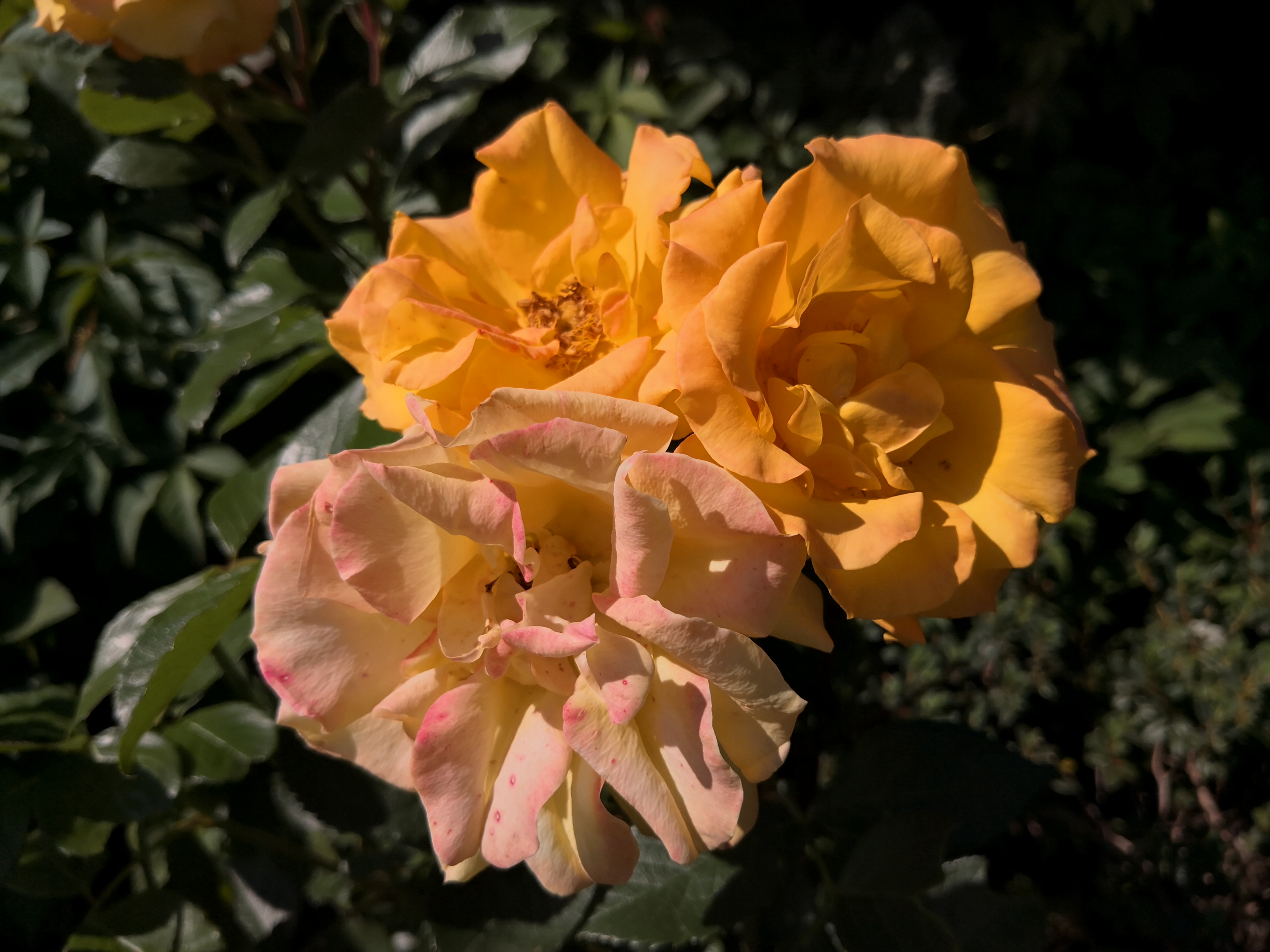 IMG_20200701_160346.jpg