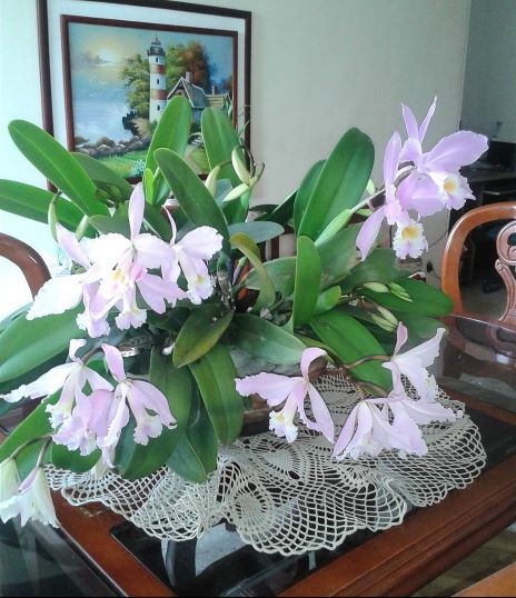 Mis orquídeas (3).jpg