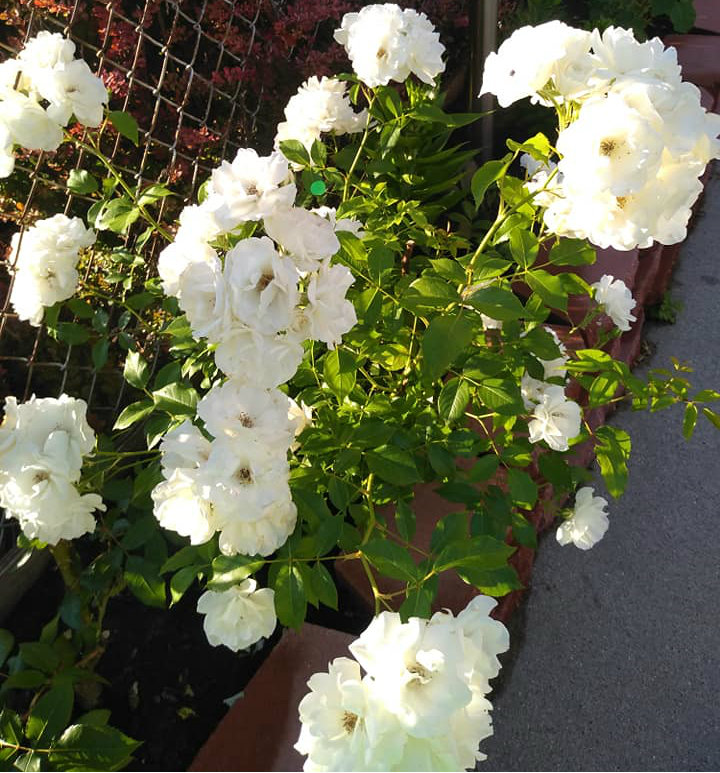 flowers white roses with ate doti1.jpg