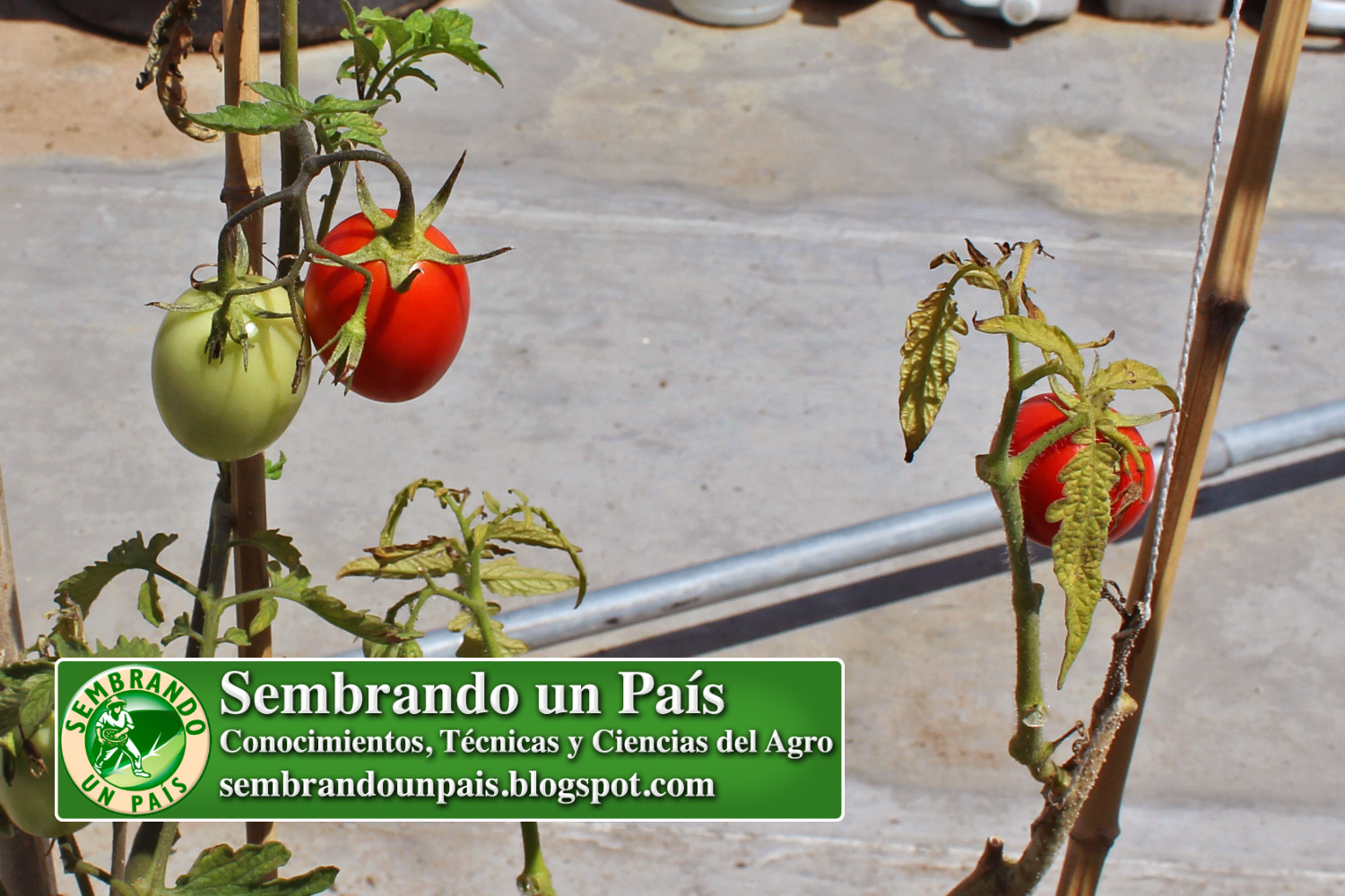 9 calidad tomate NVO BANNER.jpg