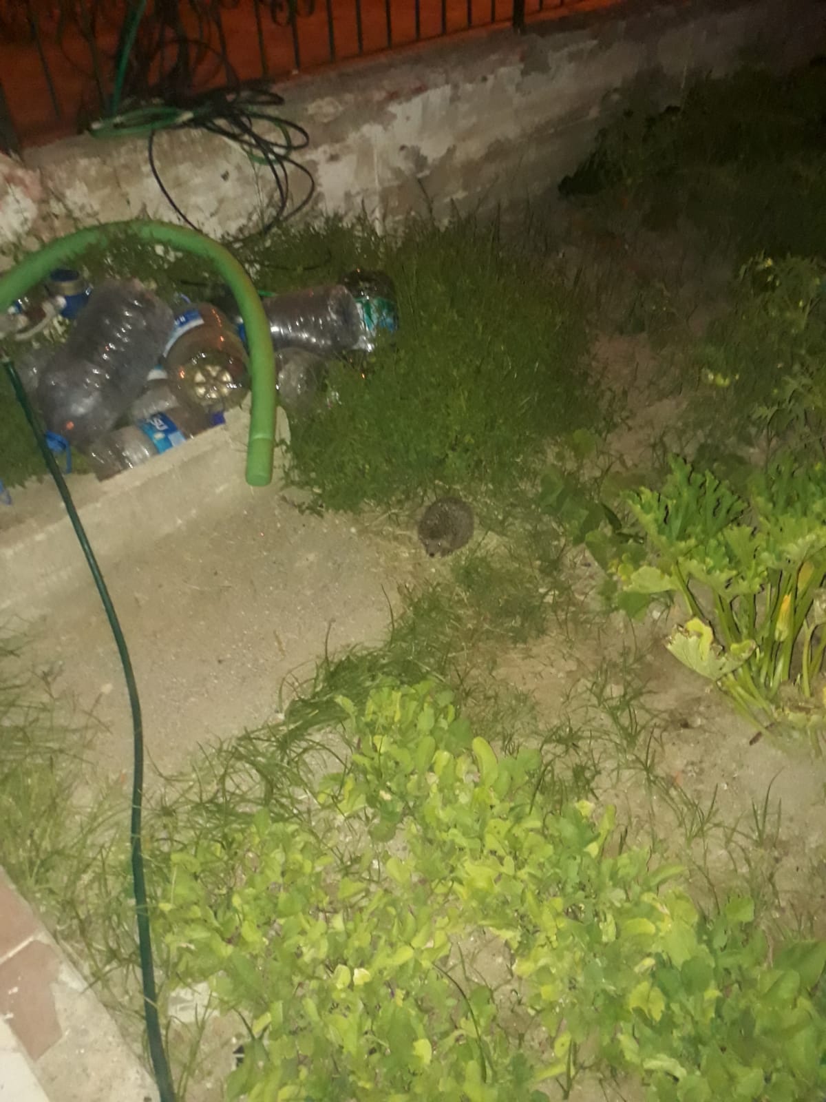 WhatsApp Image 2020-06-07 at 04.54.33 (1).jpeg