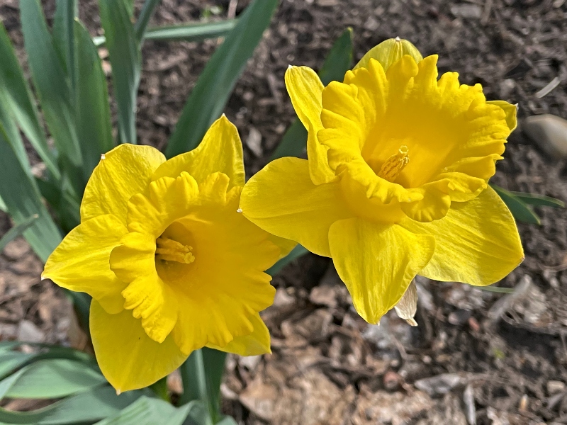 flowers-9.jpg