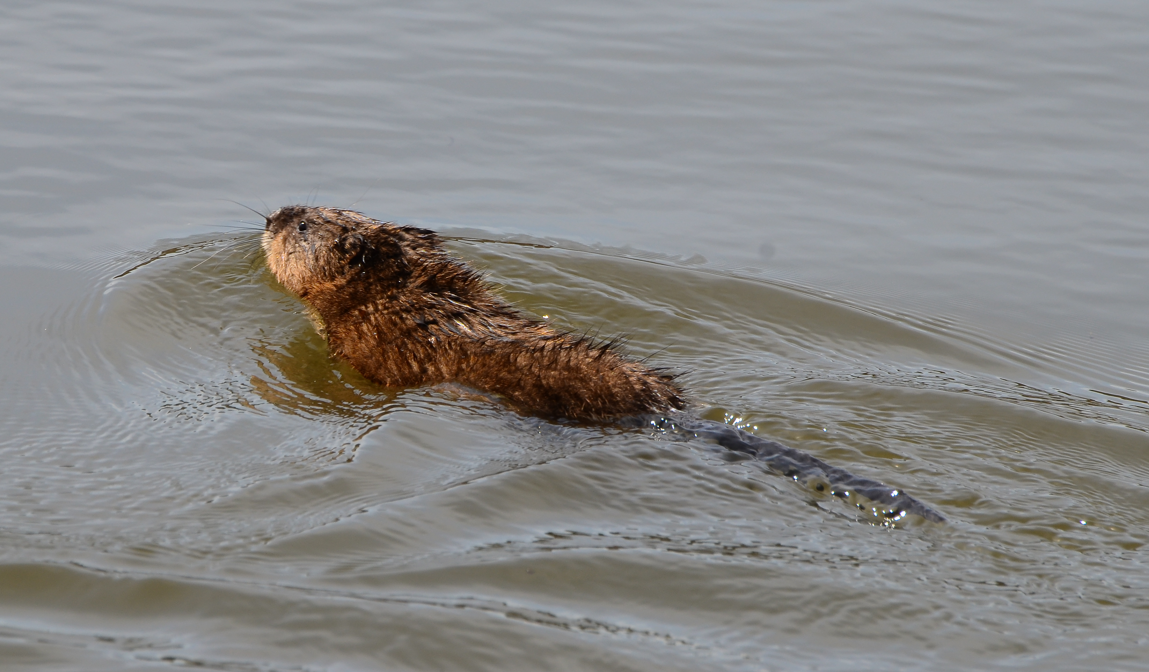 Fish Creek April 22 2012-2207.jpg