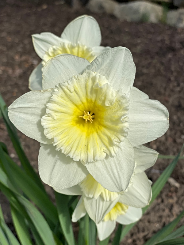 flowers-7.jpg
