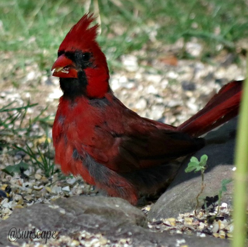 cardinal-feeding-bird.jpg