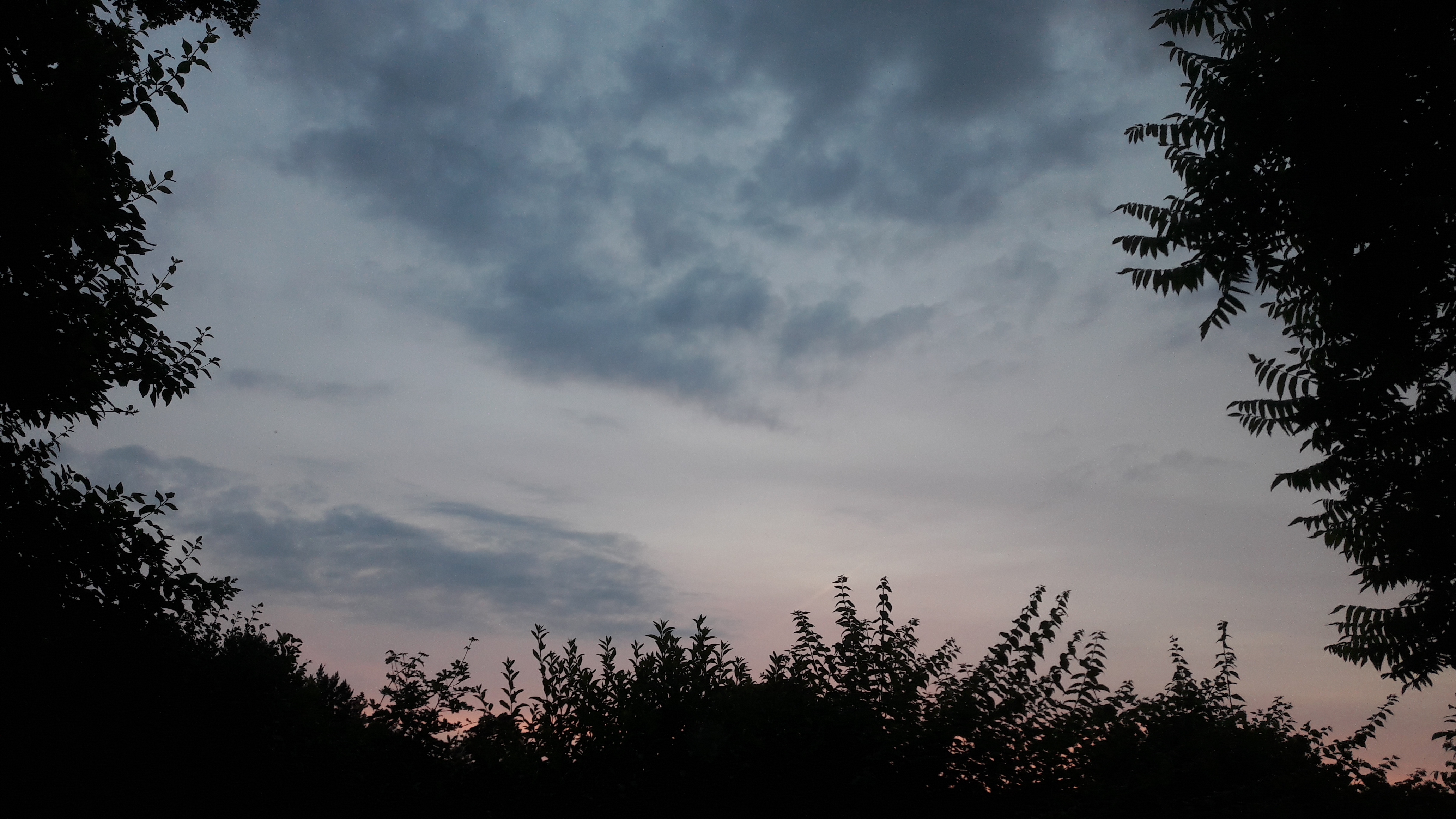 Flora-Tree-Forest-Publicdomain (43).jpg