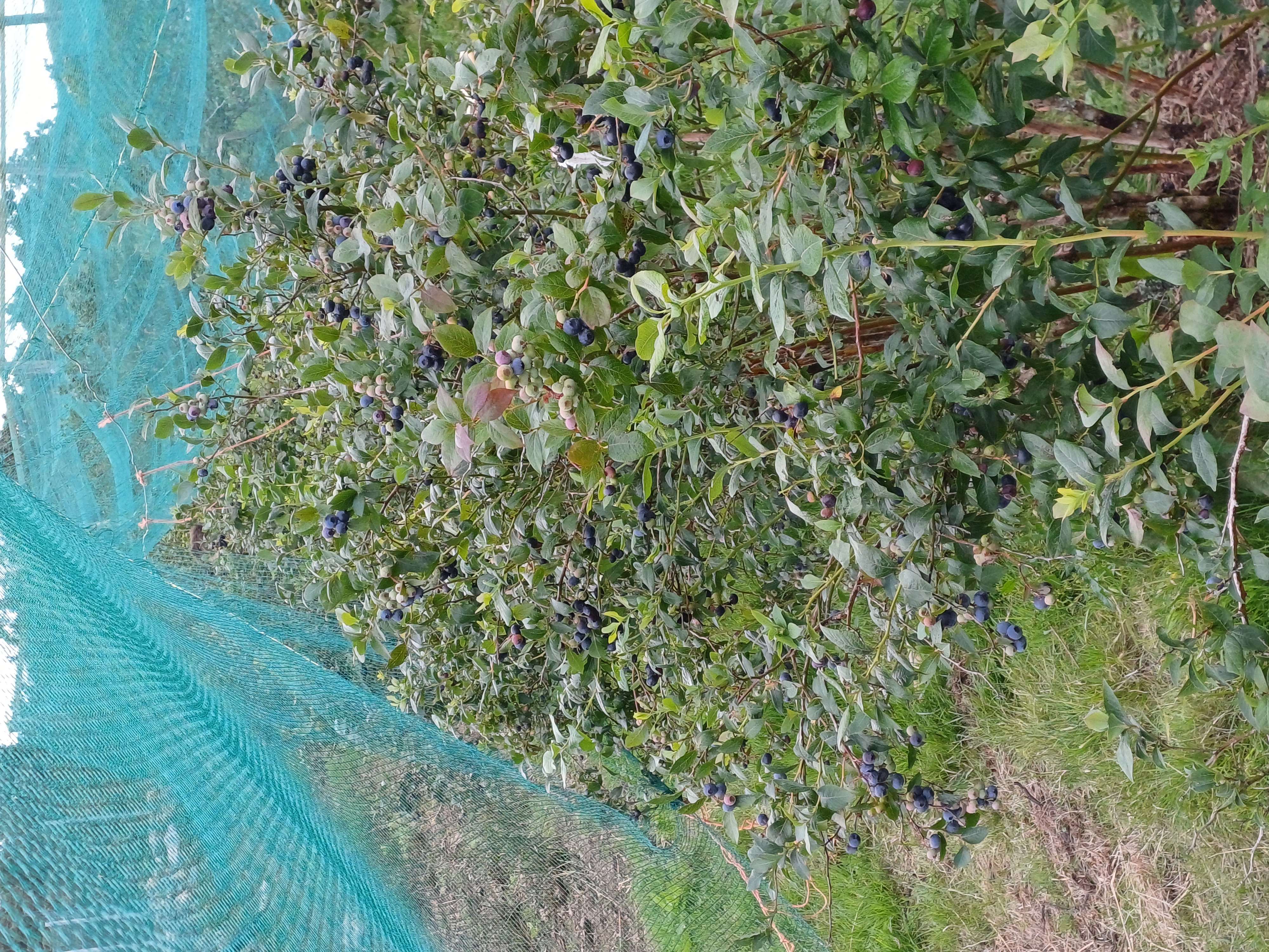20250723_175102.jpg
