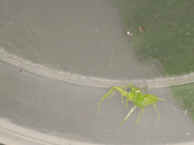 Video Salticidae (1).gif