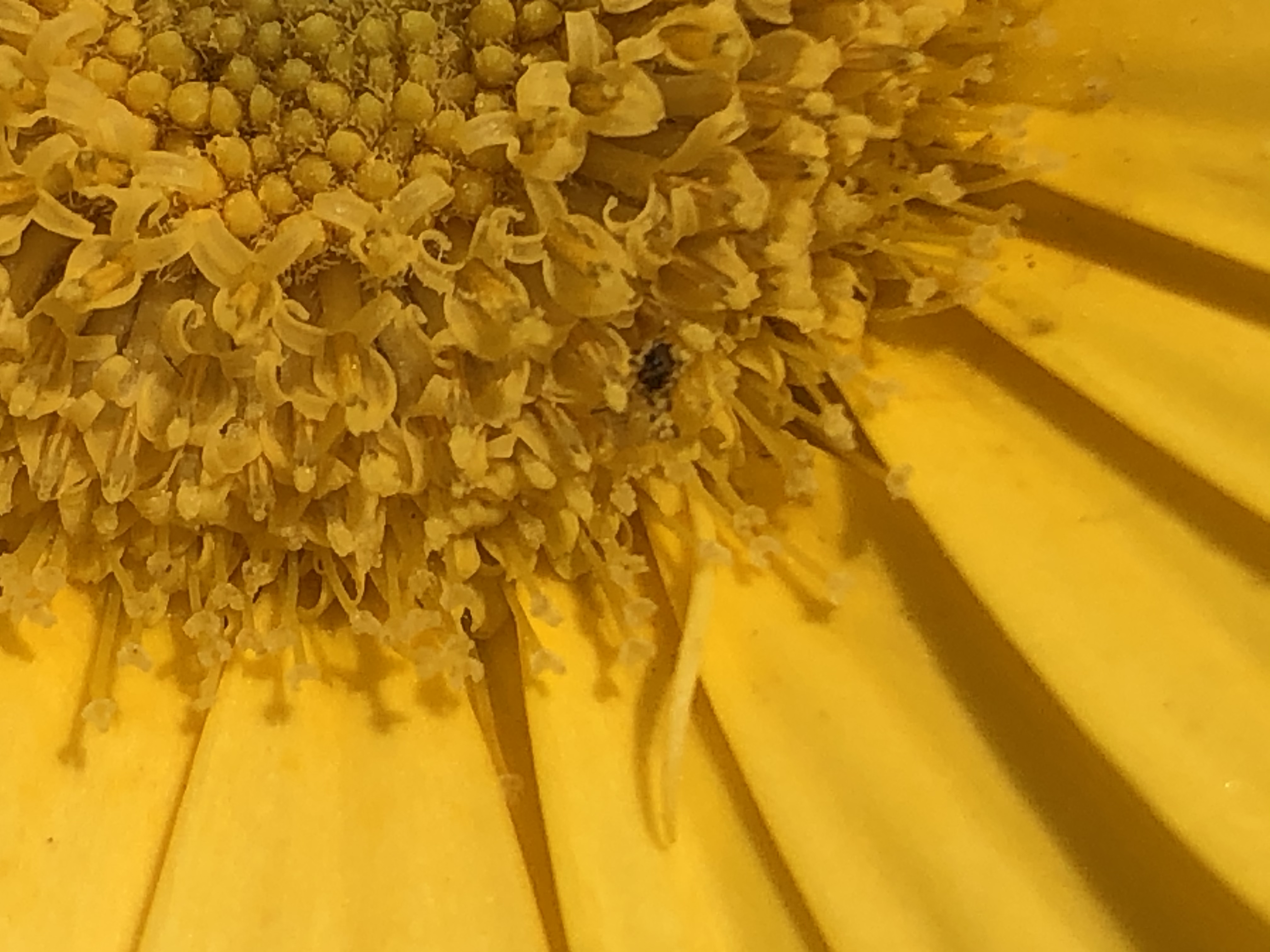 D3576307-0D9D-4ADA-AA18-43E098D4520F.jpeg