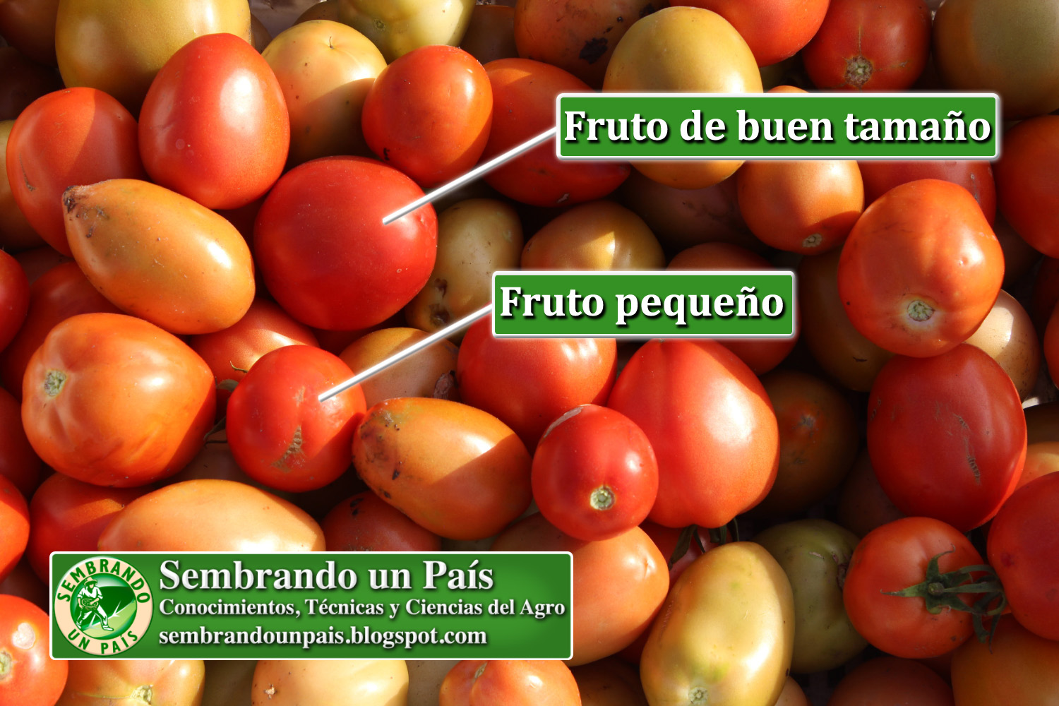 5 calidad tomate NVO BANNER.jpg