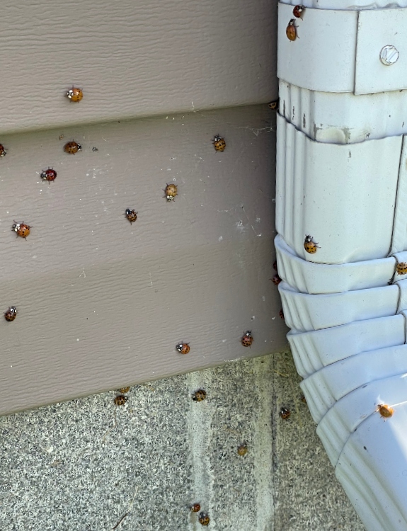 ladybug 2.jpg