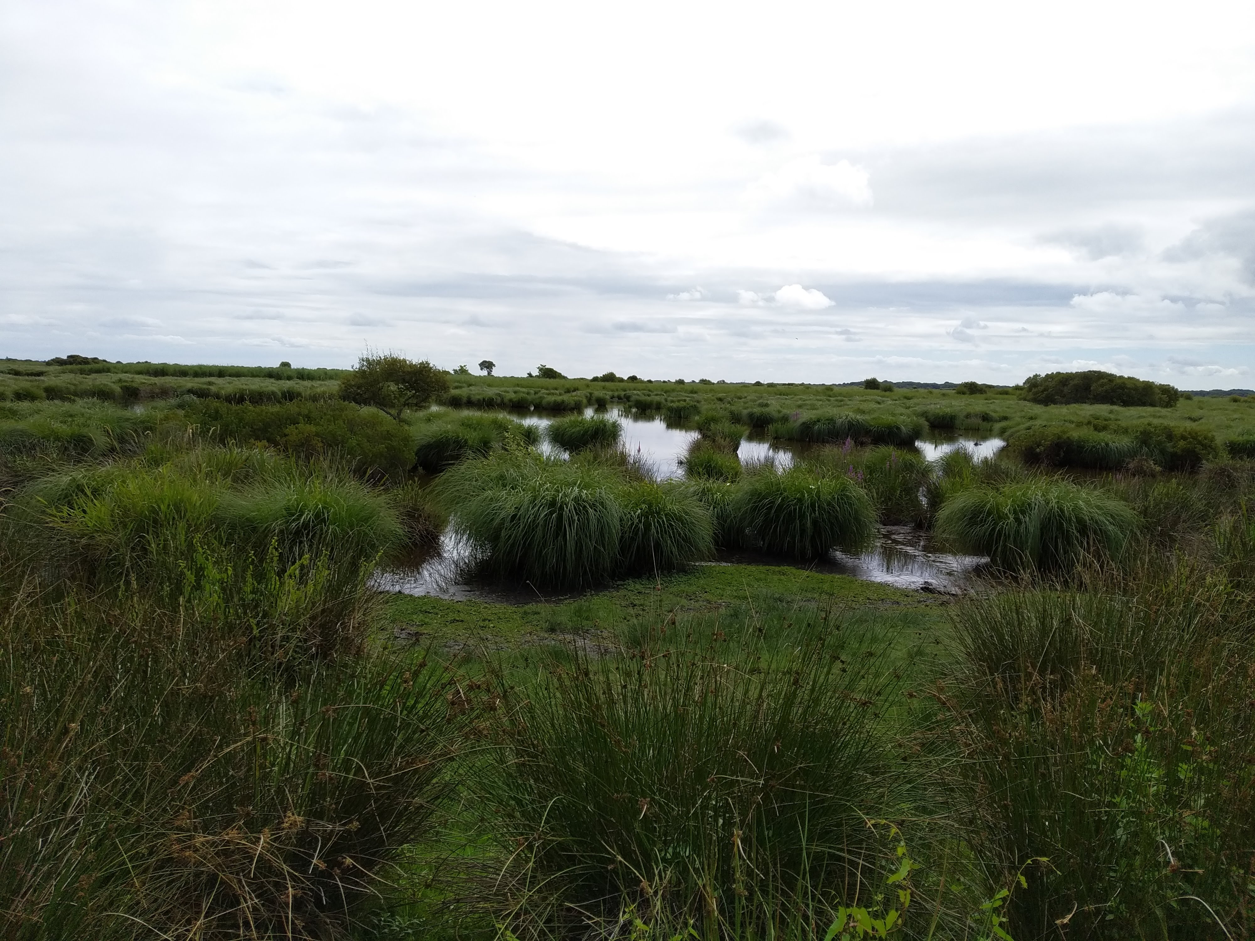 marais de brière.jpg