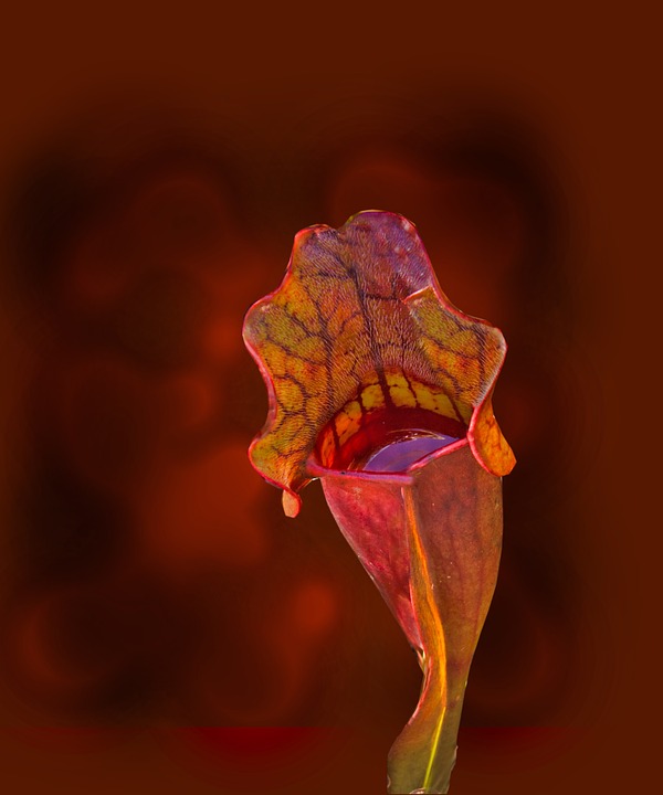 sarracenia-purpurea-289451_960_720.jpg