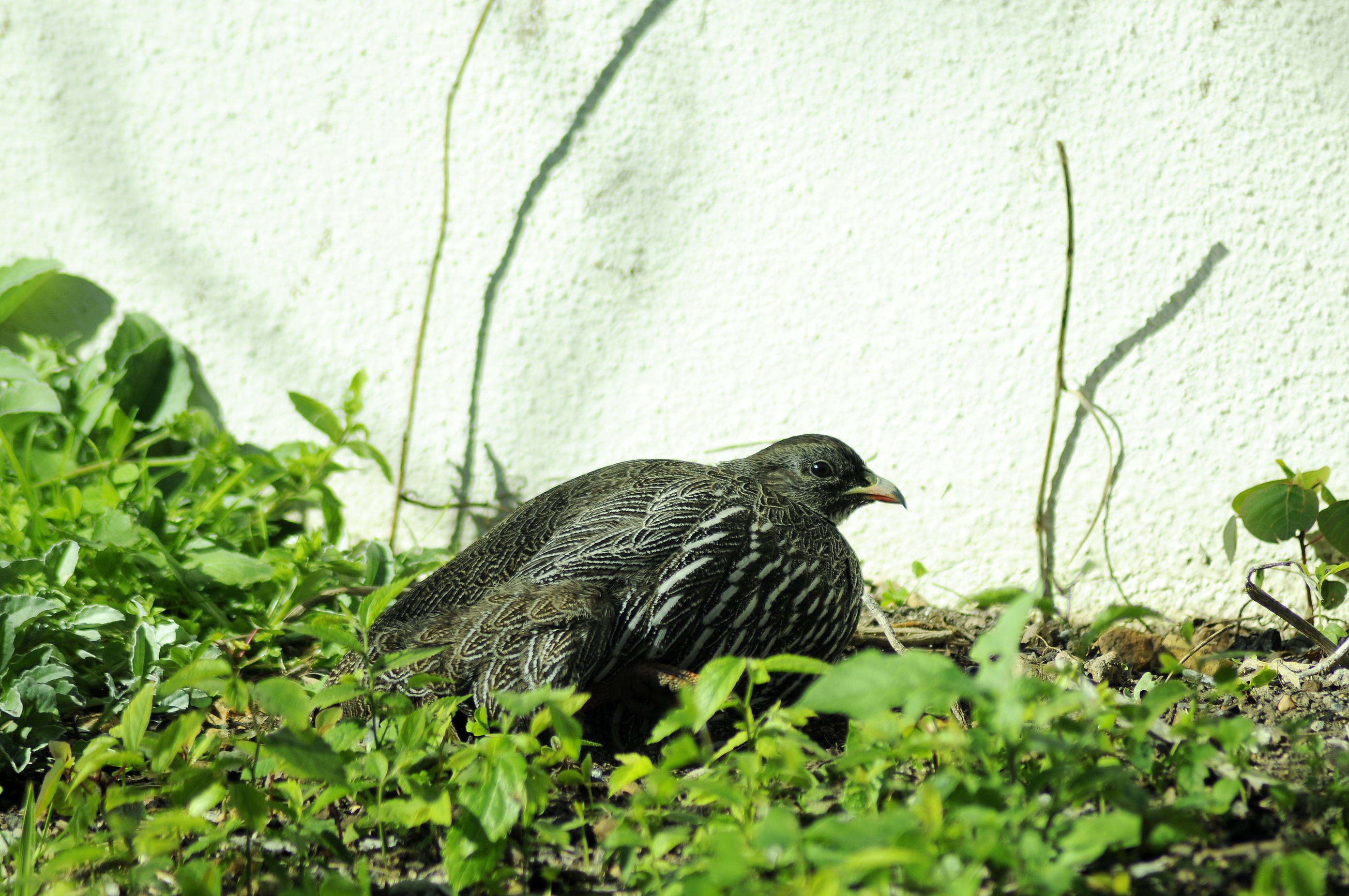 _DSC3395.JPG