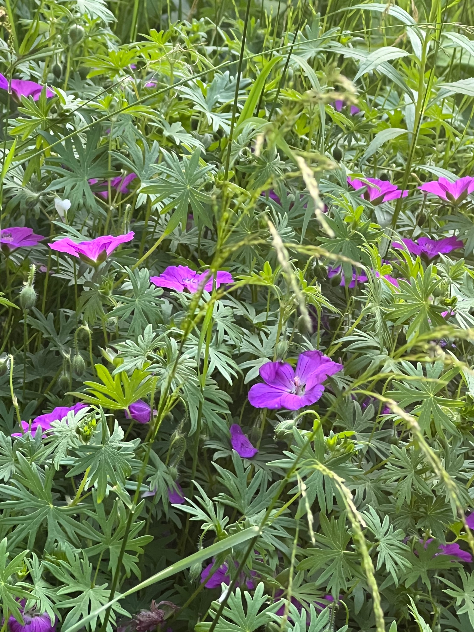 IMG_1205.jpeg