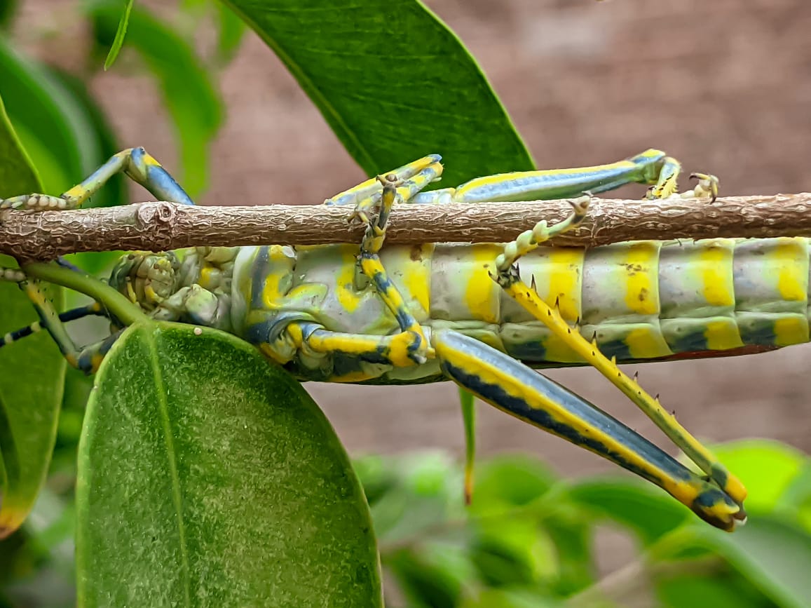 painted grasshopper (1).jpeg