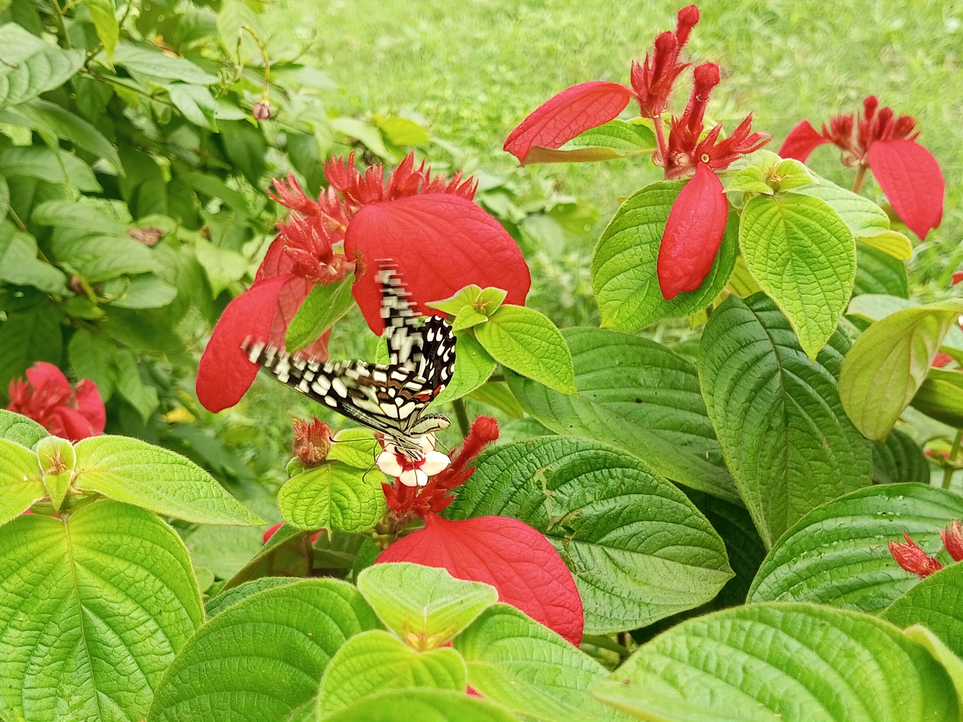 IMG_20250623_125949_112.jpg