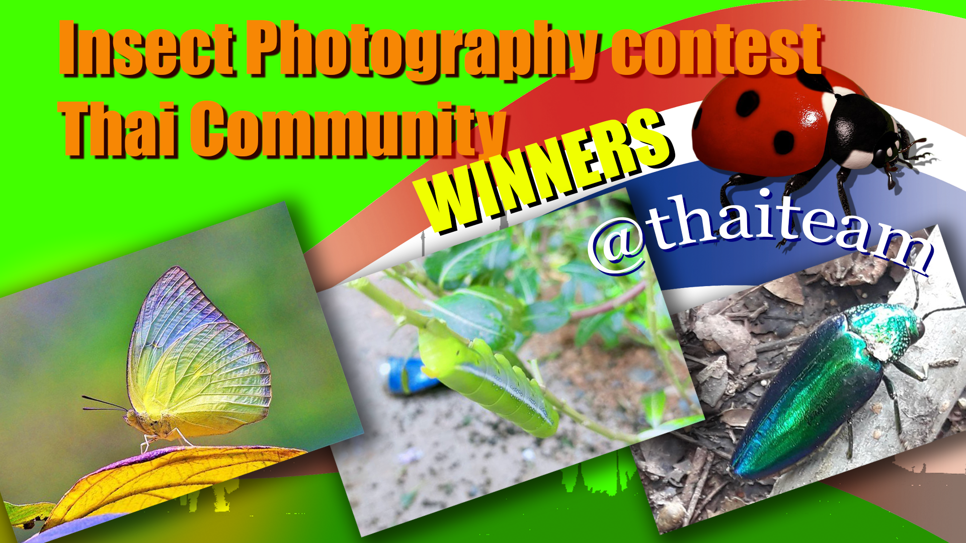 insect Photography winners.png