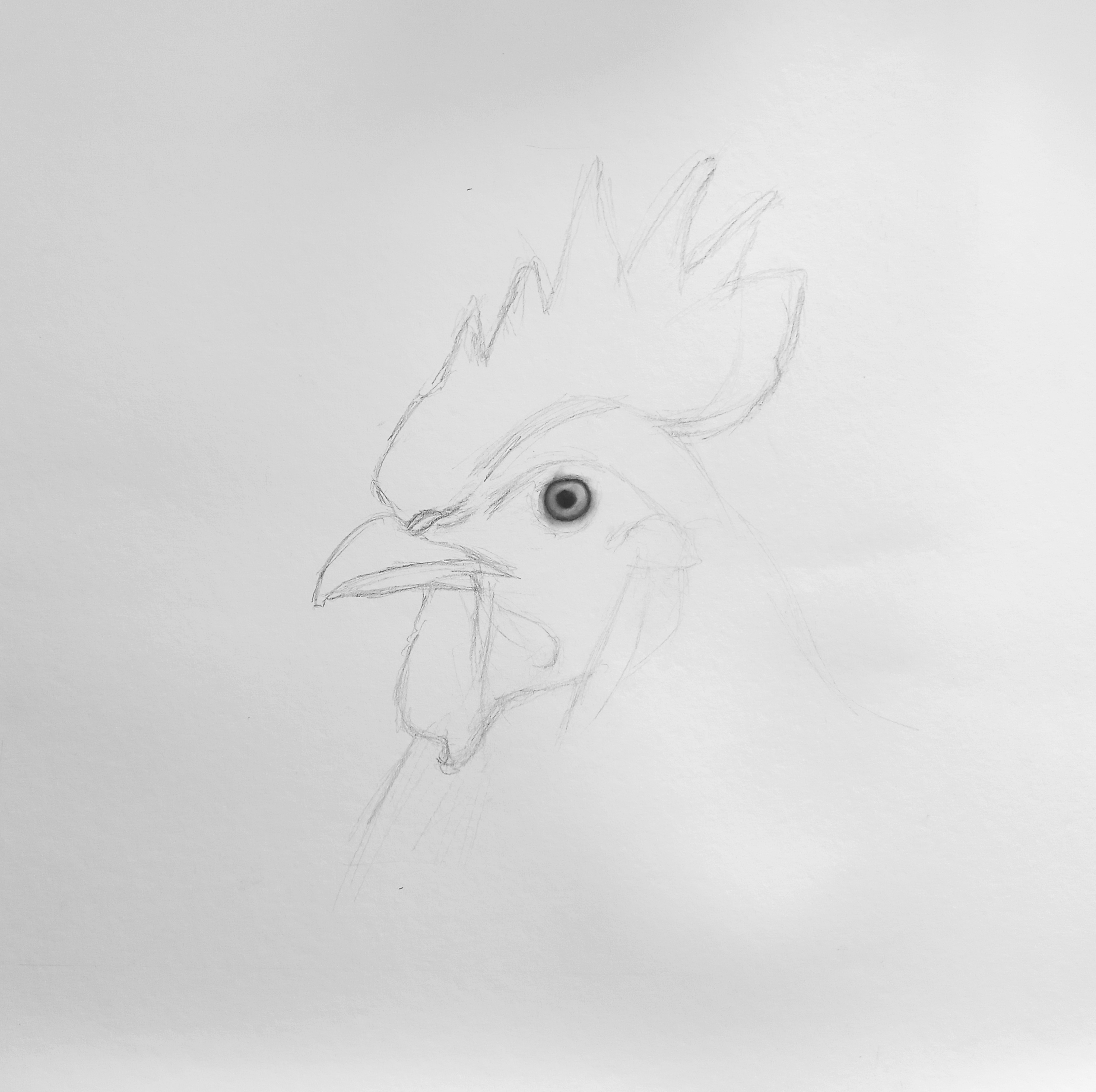 Chicken Drawing Reference and Sketches for Artists