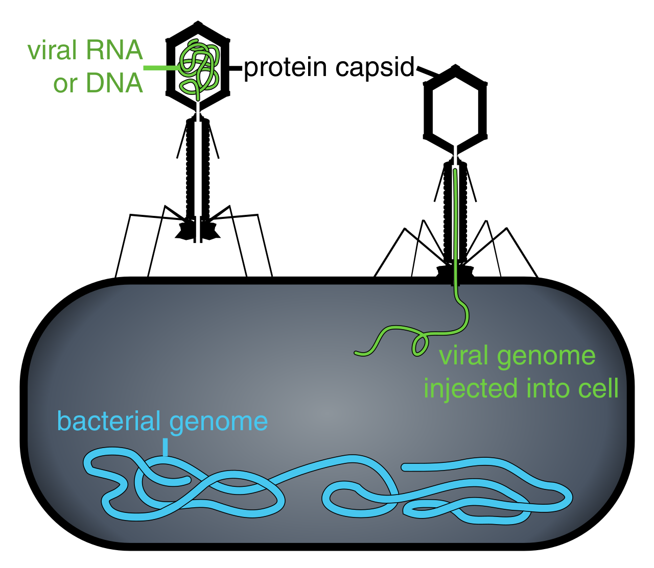 1280px-Phage_injecting_its_genome_into_bacteria.svg.png