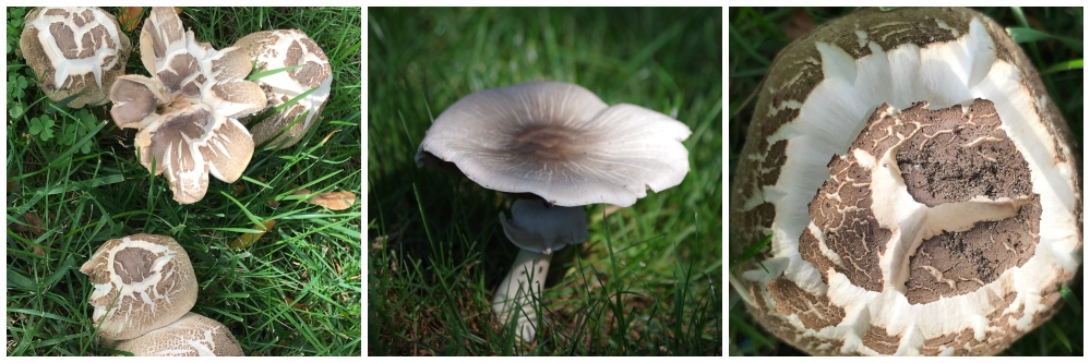 fungi-friday-mushrooms-collage.jpg