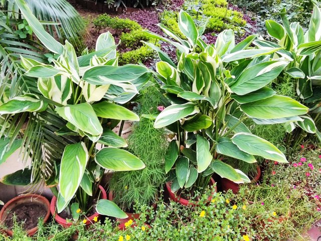 Heliconia plant 4.jpg