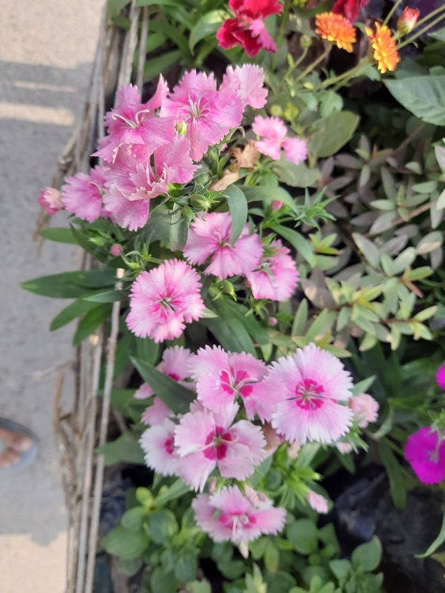 China pink flower plant 4.jpg