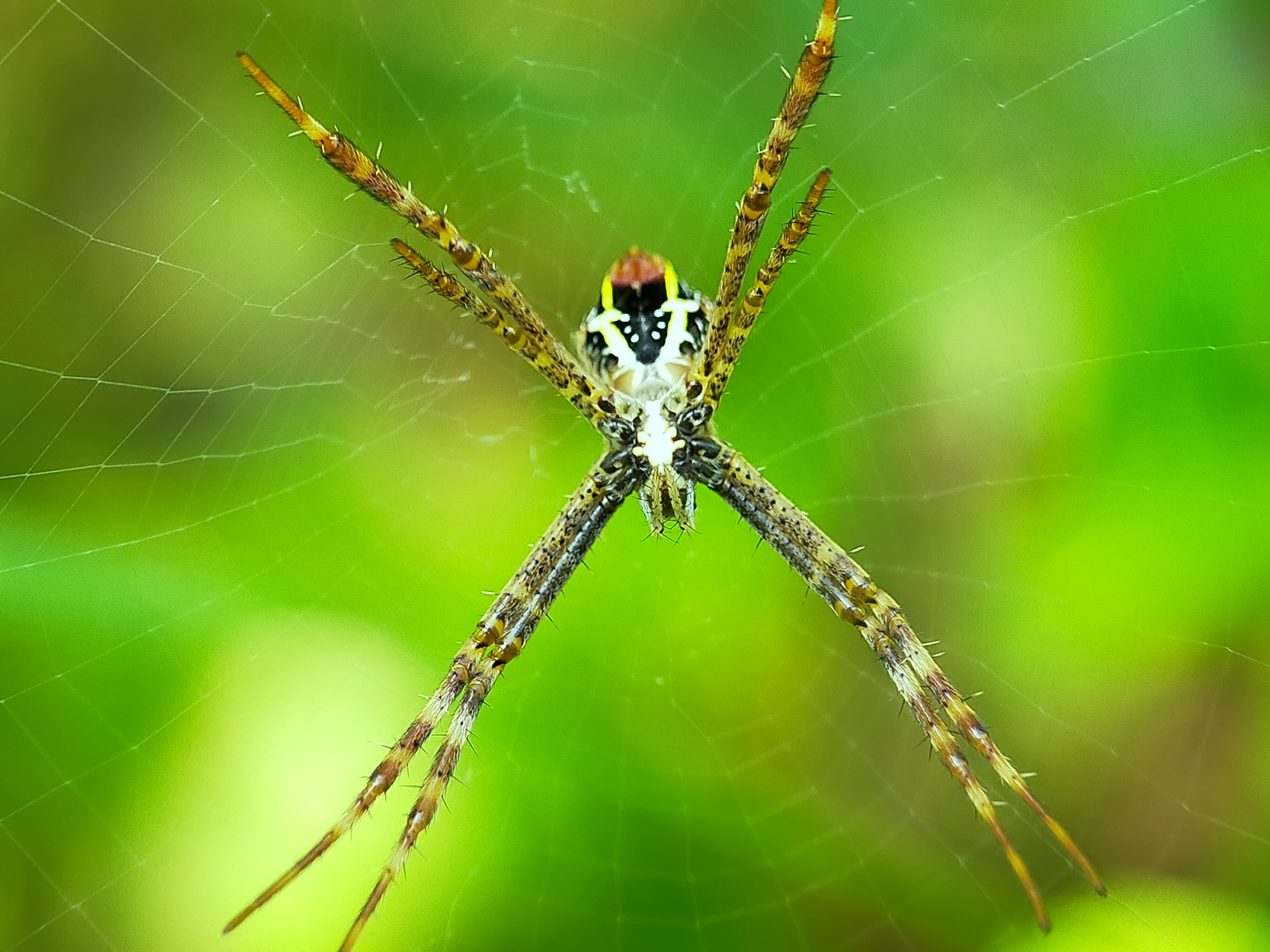 Spider (2).jpg