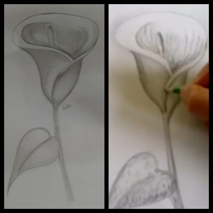 Mis Flores En Dibujo Hive