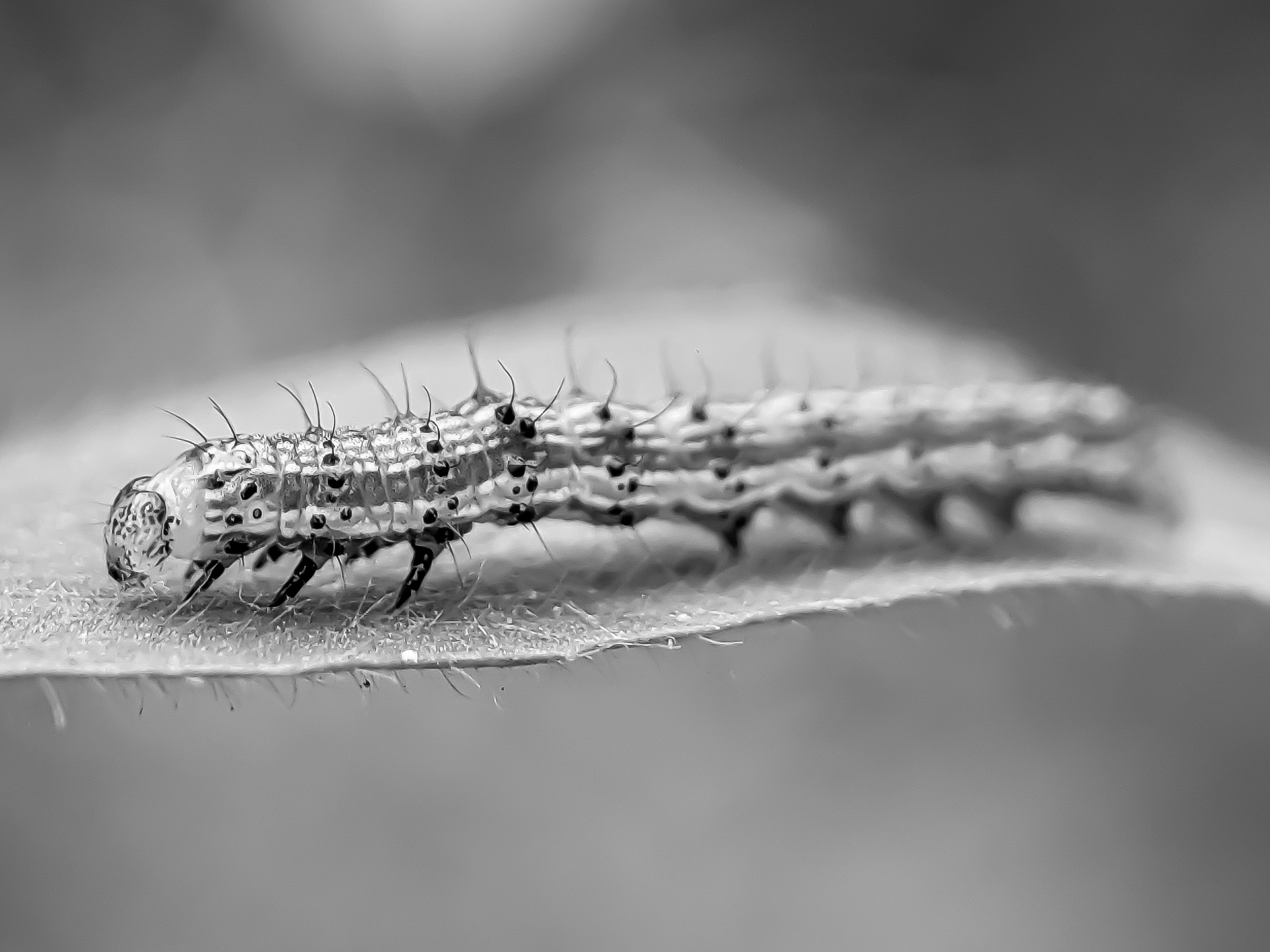 caterpillar (10).jpg