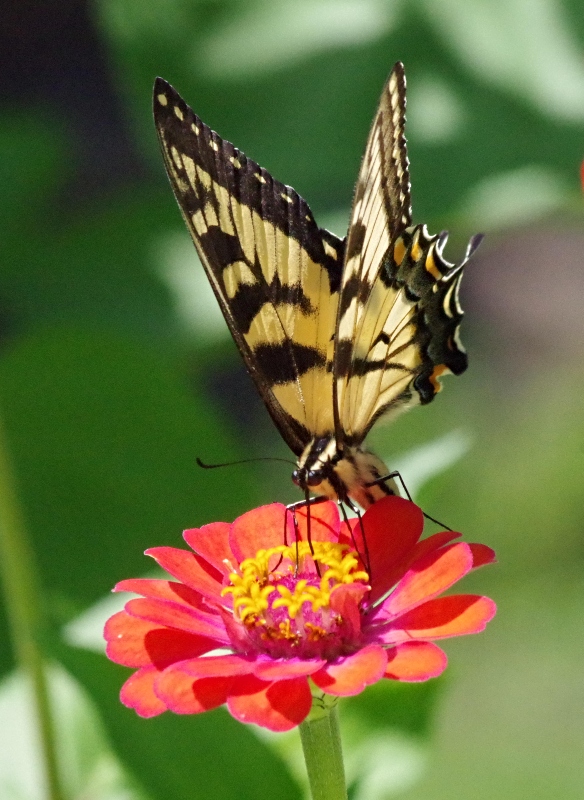 butterflies-nature-1.jpg