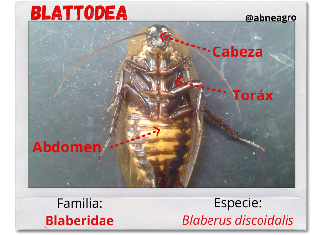 Blattodea partes 1.png