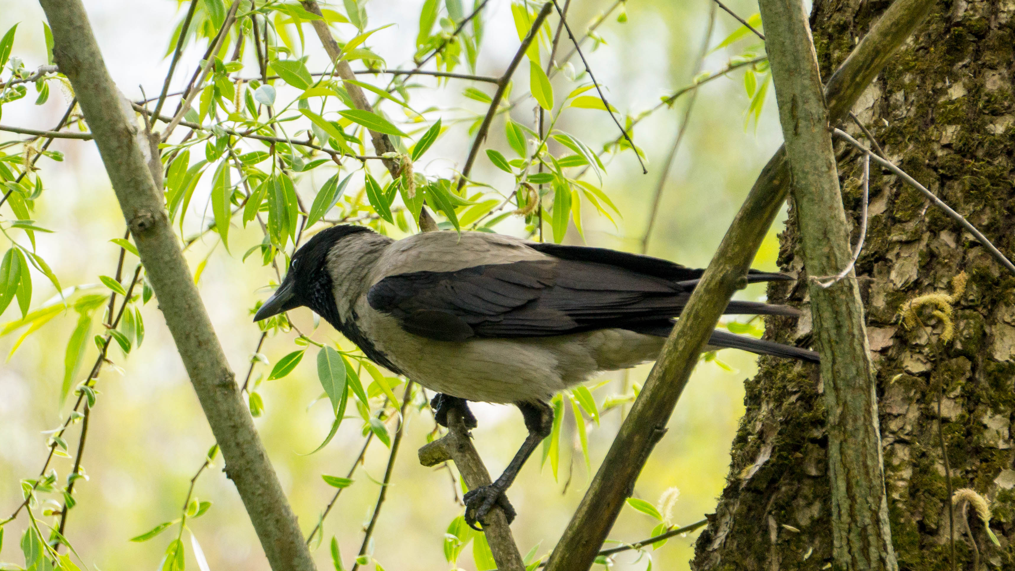 DSC09228-4.jpg