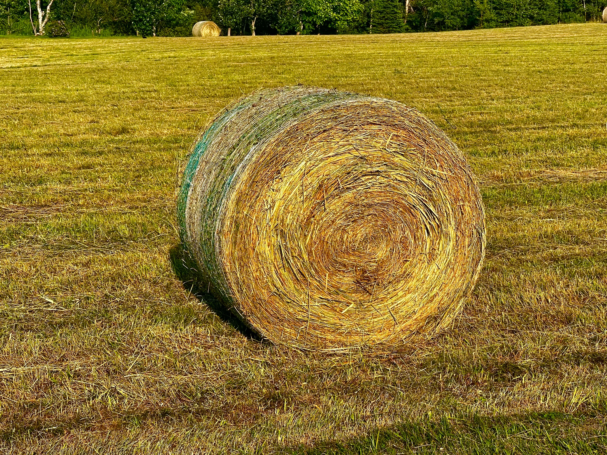 IMG_2930.jpeg