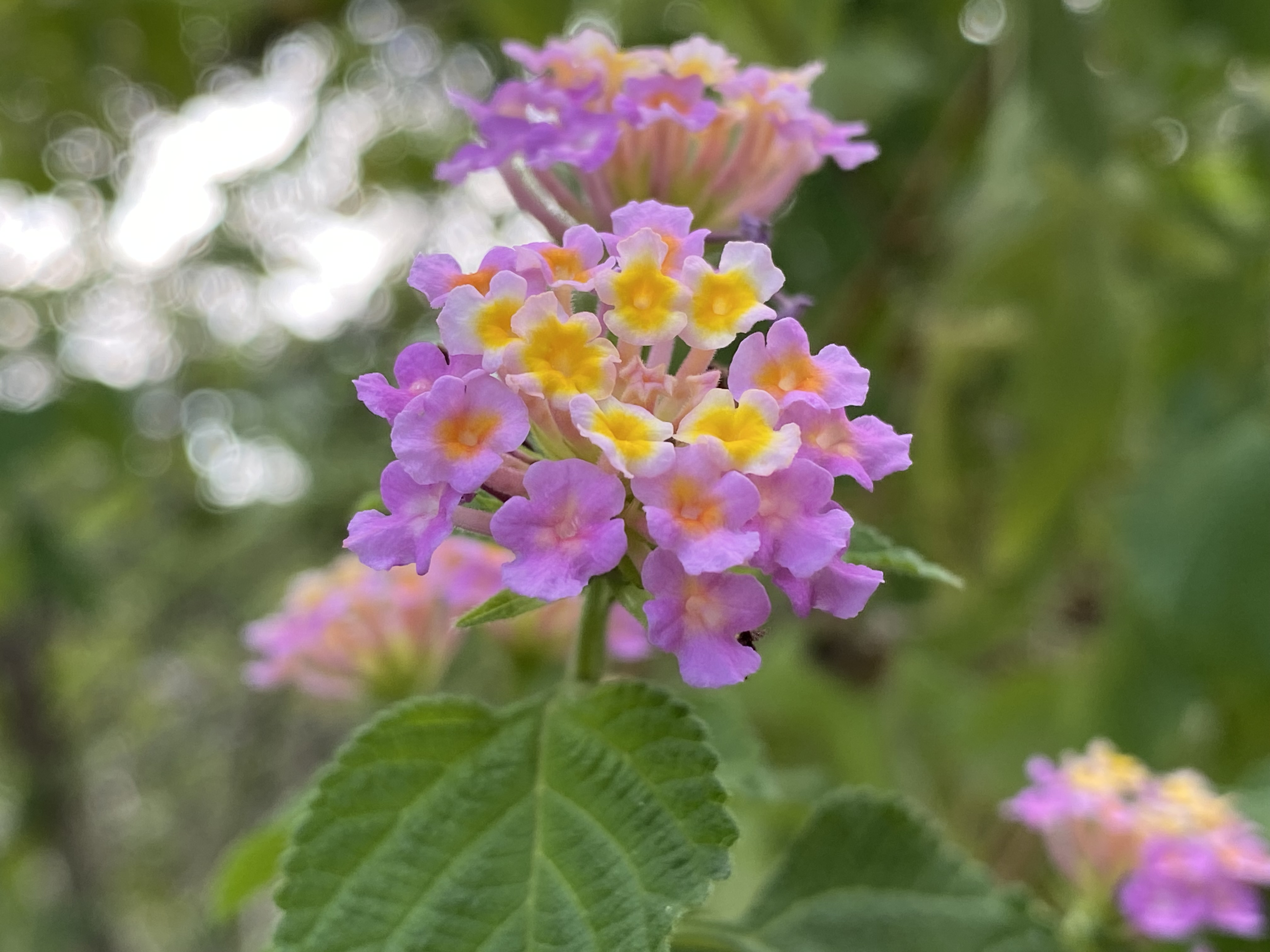 IMG_9323.jpeg