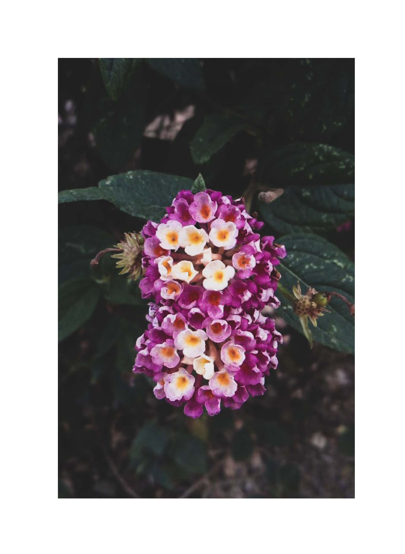 post flors -07.jpg